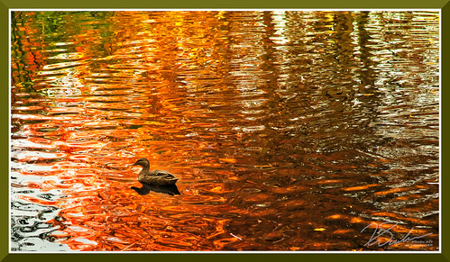 one duck row sunset