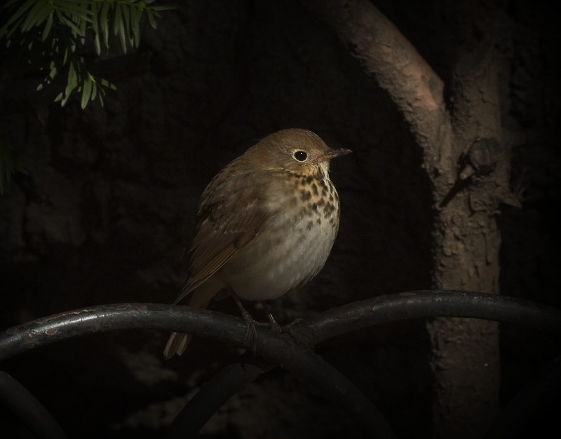 Hermit Thrush in Tompkins Square Park