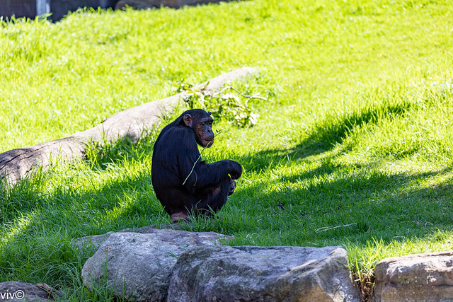 Juvenile Chimp in contemplation