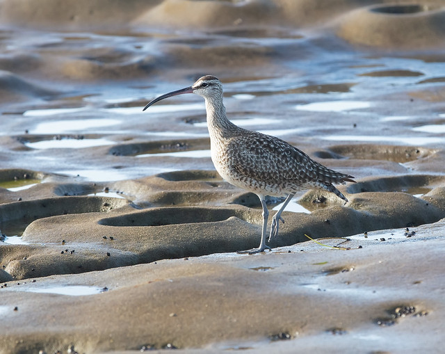 Curlew in the tidal rocks