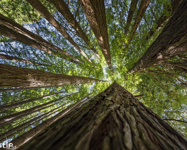 The Redwoods - Otways Victoria