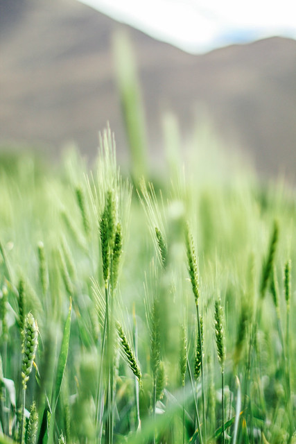 Tibetan barley field