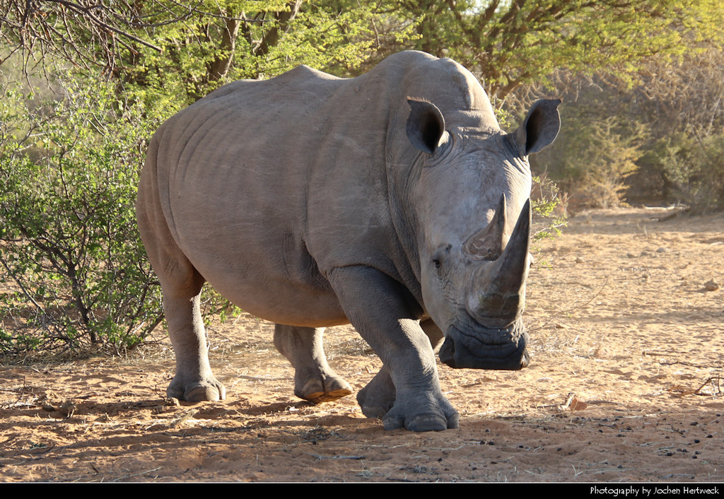 White rhinoceros, Waterberg Plateau NP, Namibia