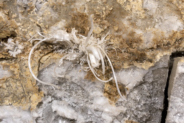 Gypsum flower, M trunk, Blue Spring Cave, White County, Tennessee
