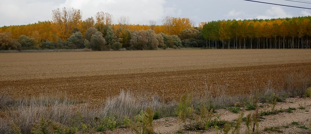 Un automne castillan entre Carrión de los Condes et Fromista, province de Palencia, Castille-León, Espagne.
