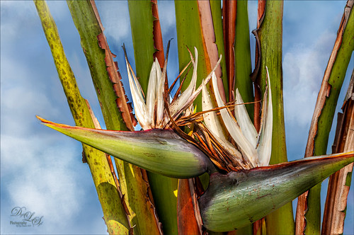 Image of White Bird of Paradise plant blooms