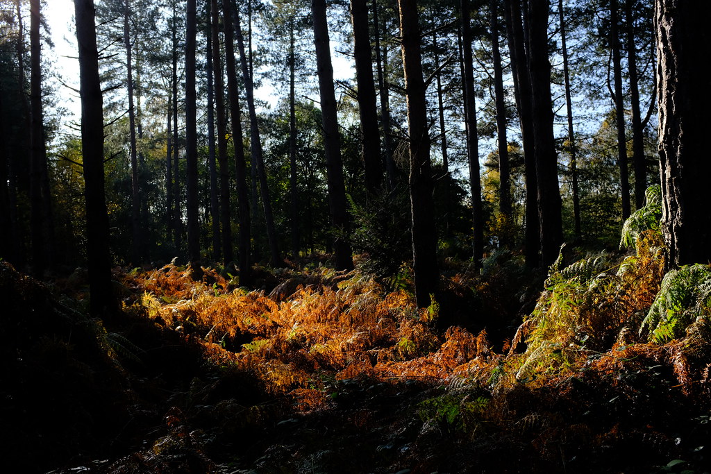 Autumn woodland 3