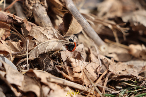 ladybug ladybird nature fall naturelover photography photograph magicphotography hello wave insects bug naturephotography