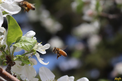 bee magicphotography nature naturephotography appleblossom blossom insect naturelover