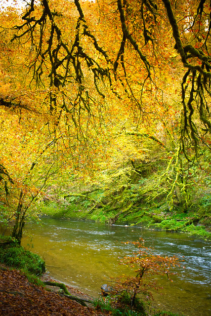 Autumn on the river bank.