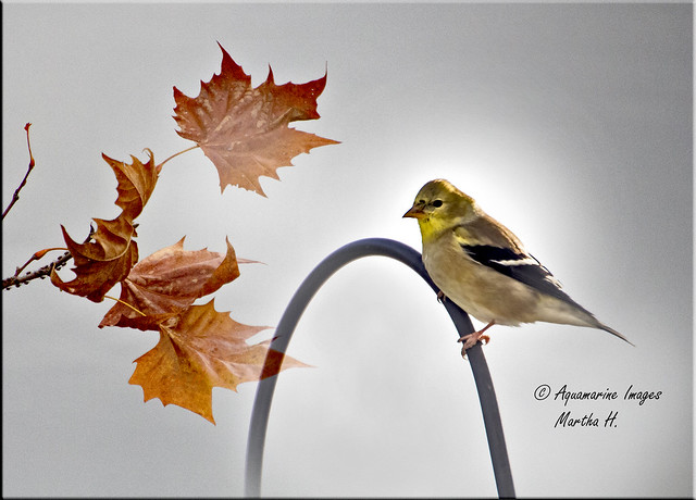 Autumn Finch