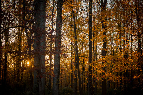 add tags ridley creek state park pa pennsylvania forest woods fall autumn sunset dusk twilight nature landscape trees sun october orange yellow glow leaves dark moody crepuscular