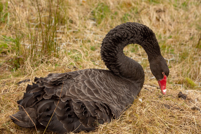 Stunning long necked black swan building her nest