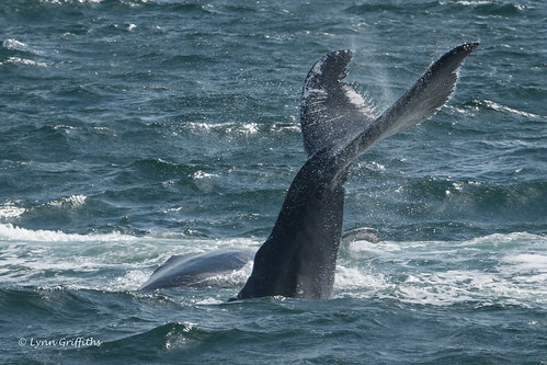 marinemammals humpbackwhale whale nature fauna mammal mammals wildlife massachusetts unitedstatesofamerica