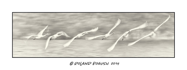 Graceful movement - Mute Swan in flight