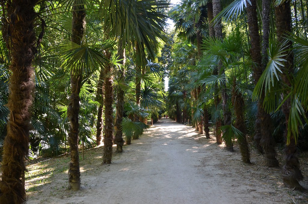 Bambouseraie d'Anduze (Gard) - L'allée des palmiers de Chine