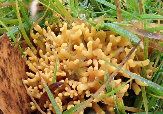 cf meadow coral Clavulinposis corniculata clavariaceae
