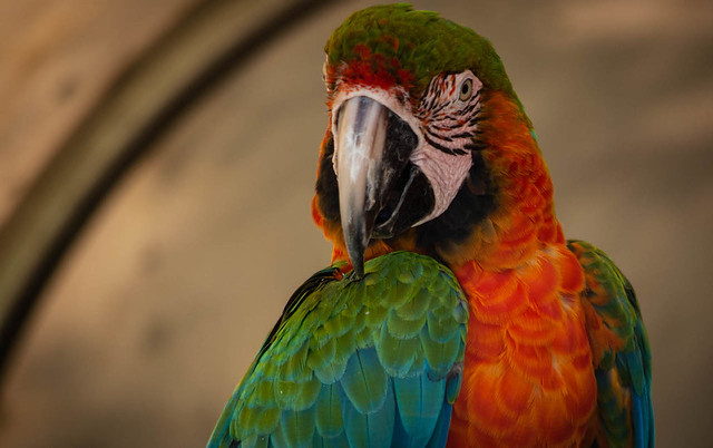 Macaw Side-eye