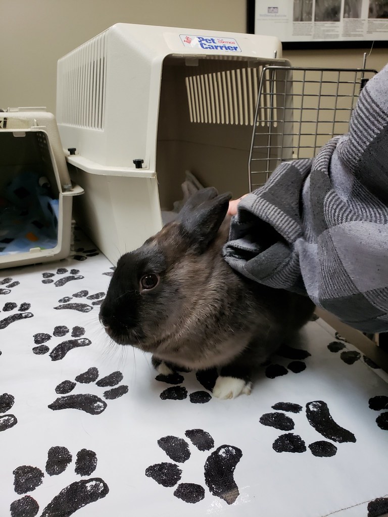 Rabbit carrier at the vet