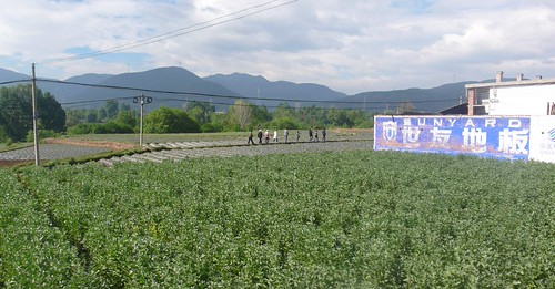 ch-yu9-lijiang 1-shaxi-lijiang (9)
