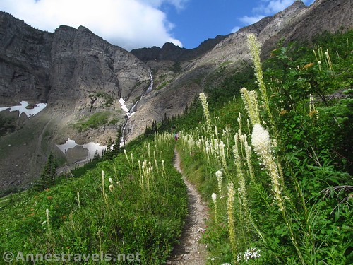 Beargrass along the Swiftcurrent Pass Trail, Galcier National Park, Montana