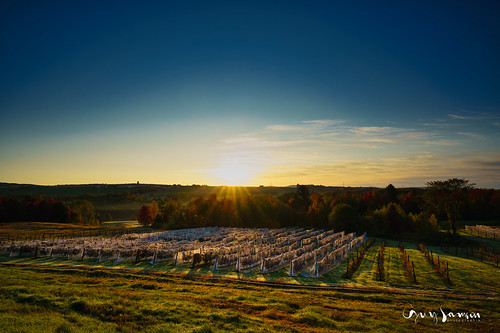 Autumn sunrise on the vineyard by guysamsonphoto, guysamson autumn automne fall vineyard vignoble tingwick vignoblecôtesdugavet centreduquébec paysage