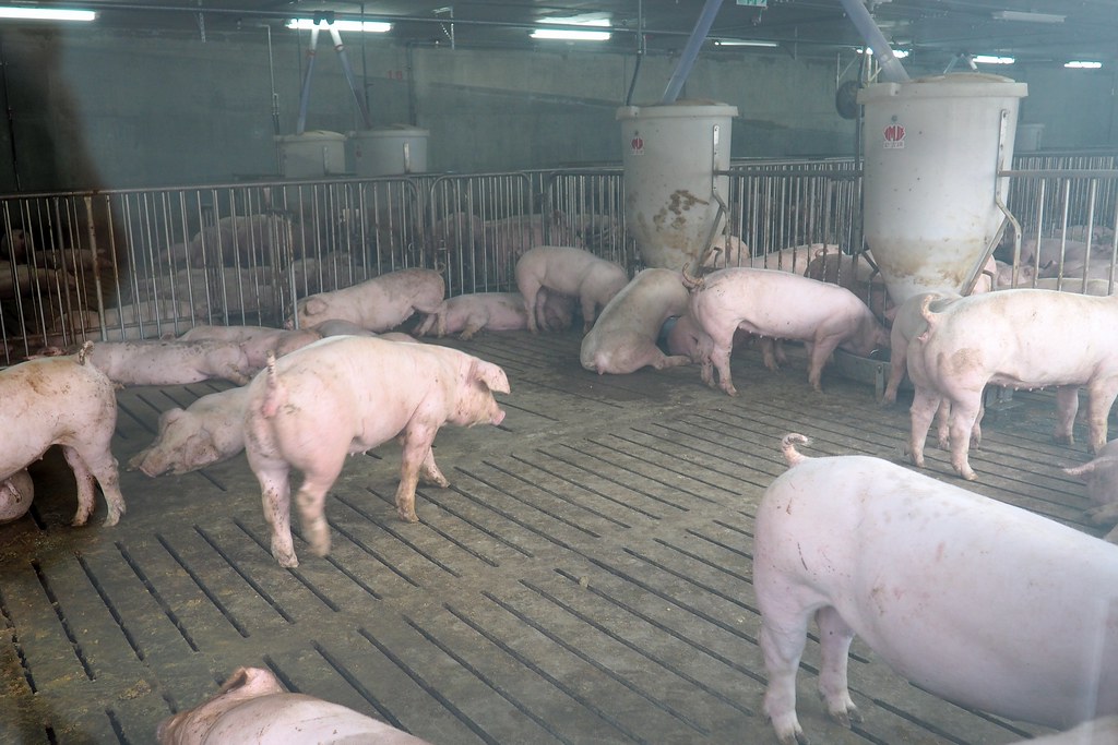 高床式豬舍地板，可減少清洗豬舍用水達80%。攝影：李育琴