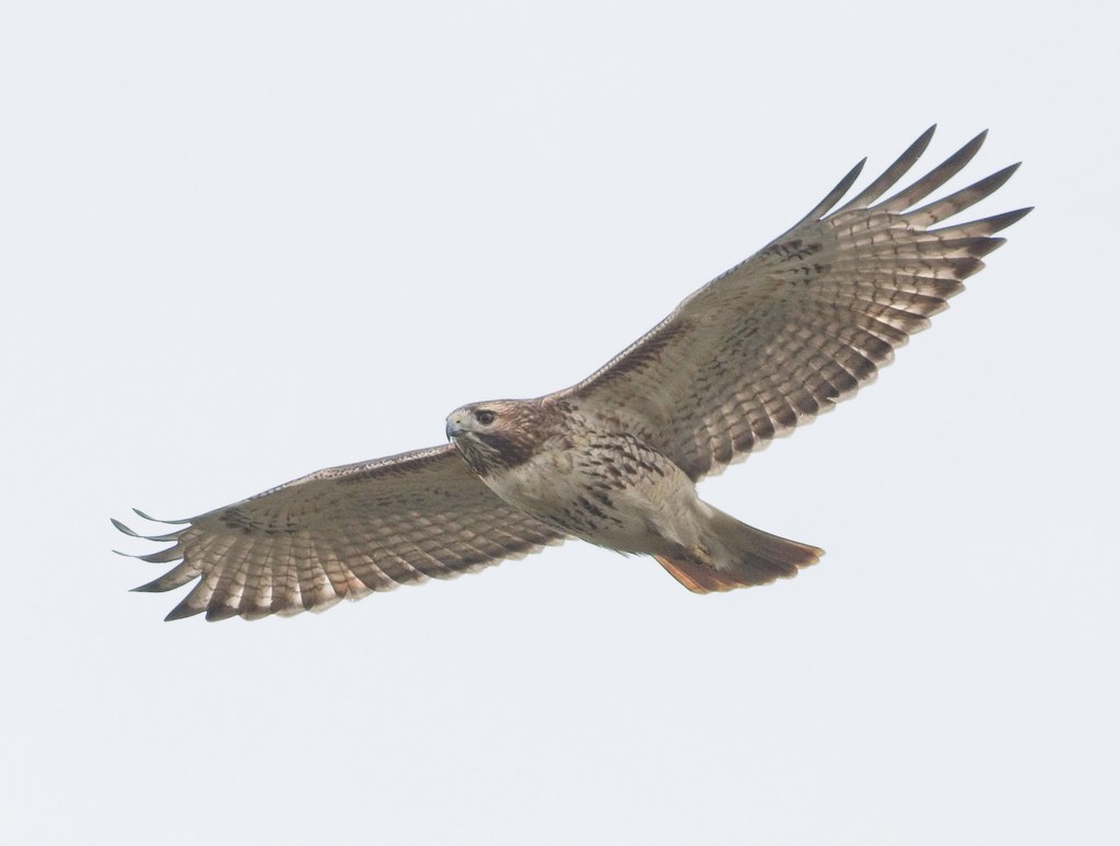 Light red-tail on Governors Island