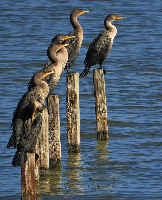 Cormorants on Pilings, Shoreline Park.