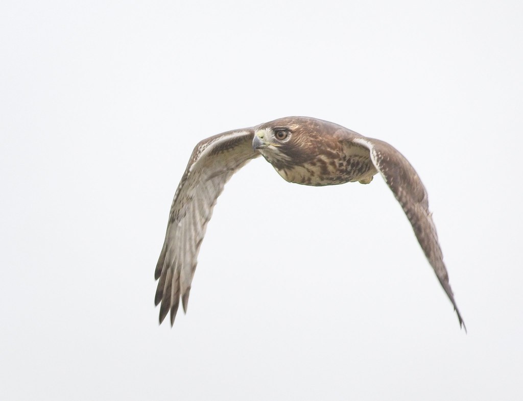 Bright-eyed Red-tail on Governors Island