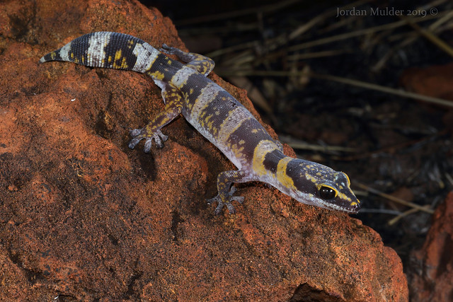 Marbled Velvet Gecko (Oedura marmorata)
