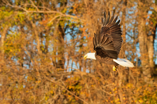 virginia action background bird eagle fall flight jamesriver raptor sunrise water wildlife henrico unitedstatesofamerica