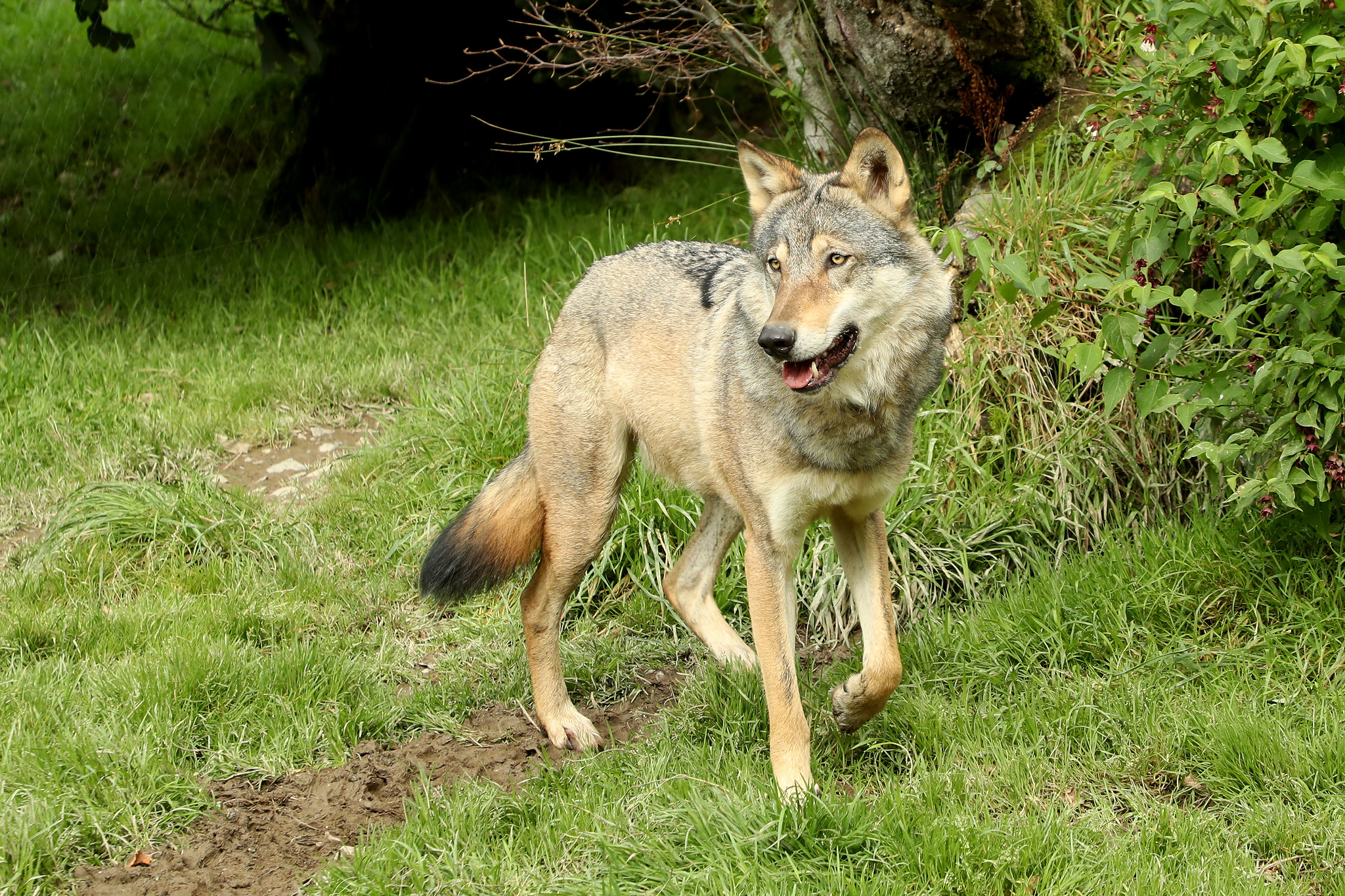 Волк евроазиатский - Canis lupus lupus подвид.