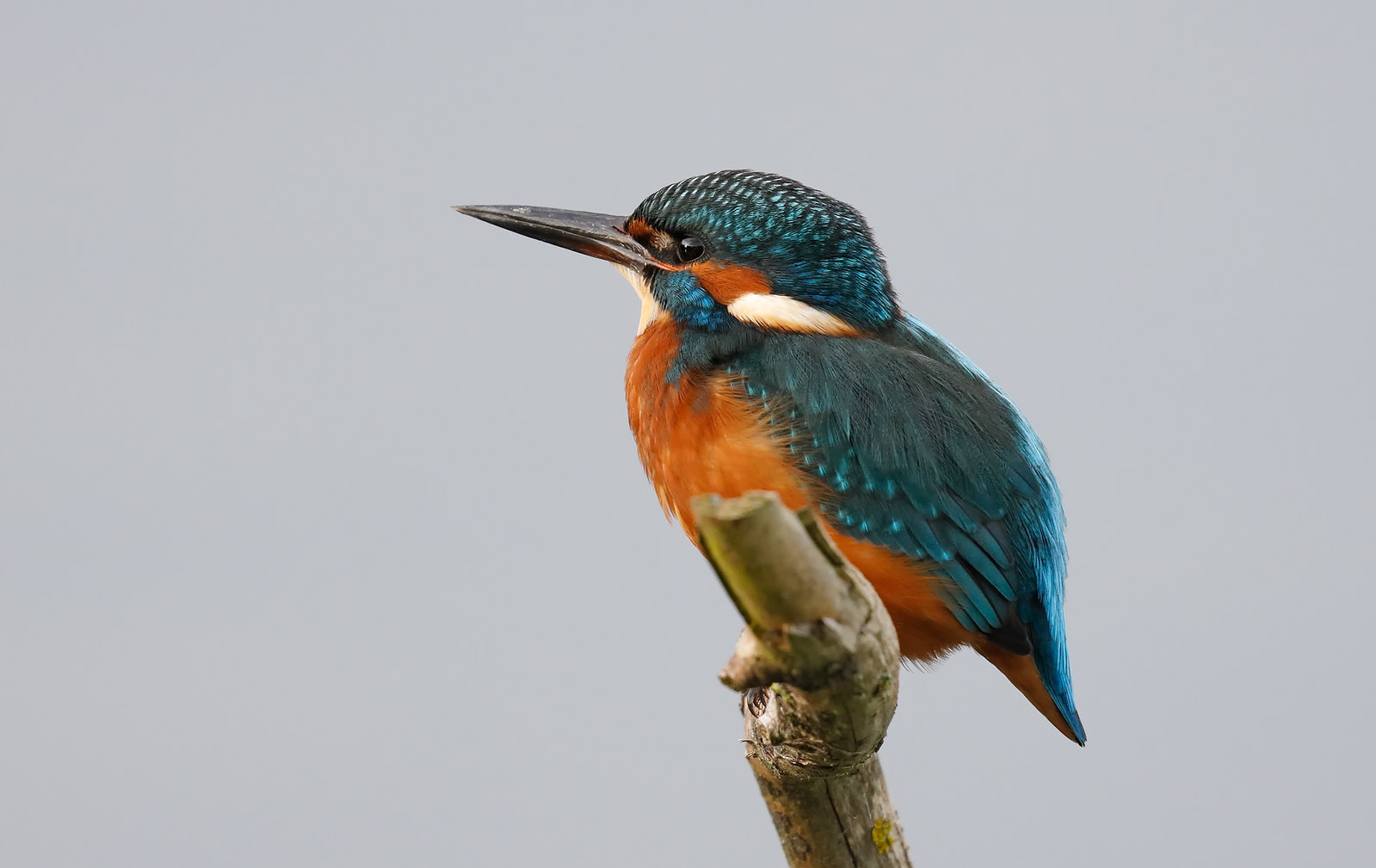 Kingfisher session