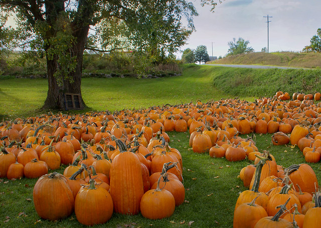 The Pumpkin Farm - October 2019