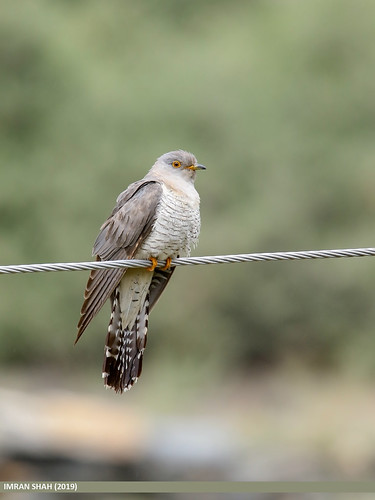 Common Cuckoo (Cuculus canorus) | by gilgit2