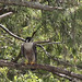 Flickr photo 'Peregrine Falcon (Falco peregrinus)' by: Mary Keim.