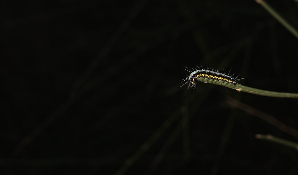 Caterpillar (Macro)