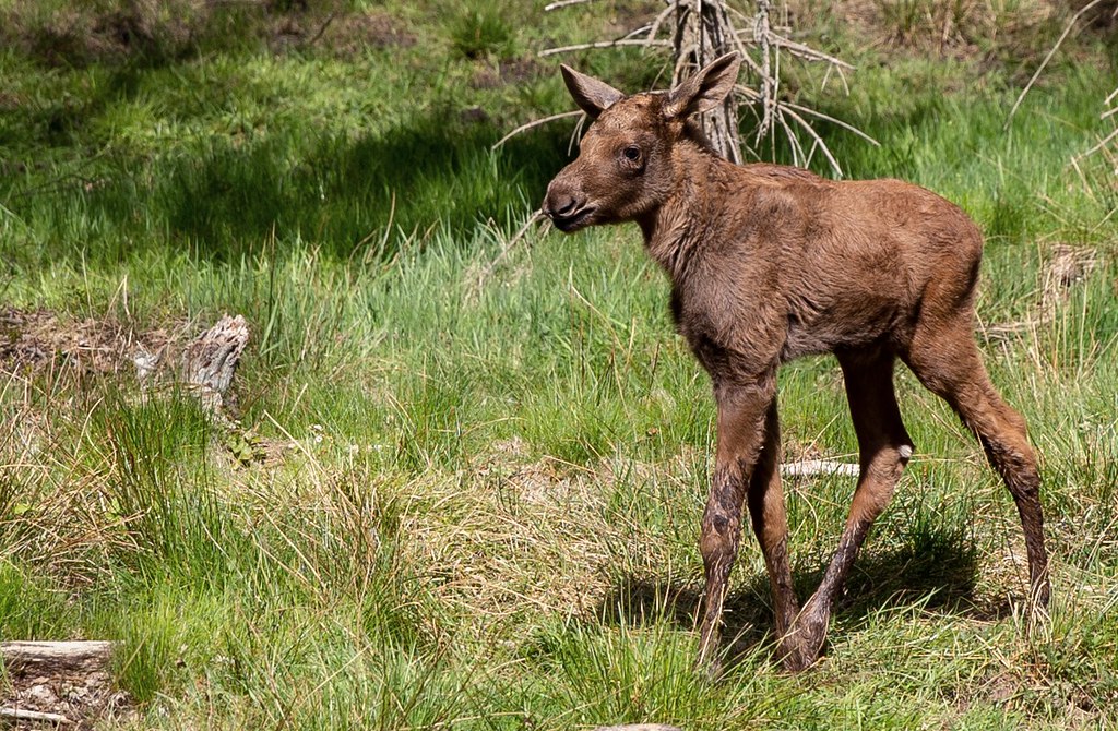 Three days old moose calf