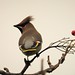 Flickr photo 'Waxwings. (Bombycilla garrulus)' by: gailhampshire.