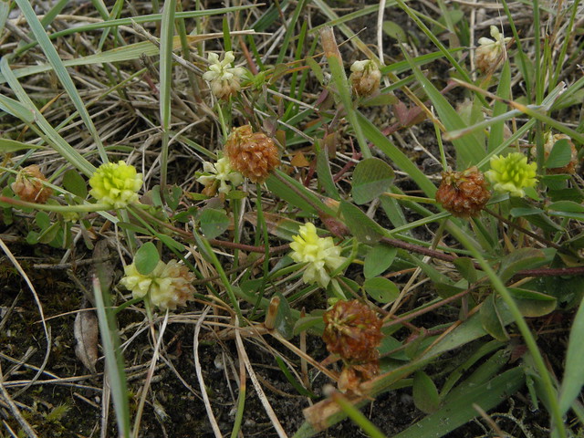 Trifolium campestre (Hop trefoil / Liggende klaver)