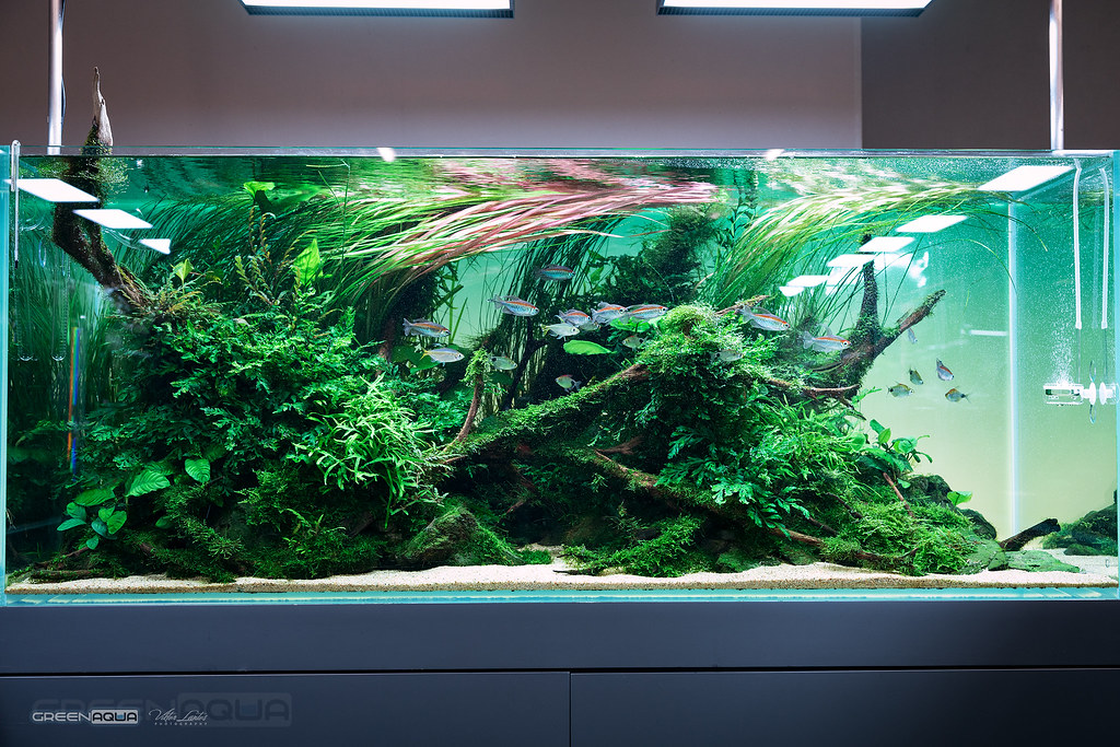 bladre katastrofale Vil Nature Aquarium Gallery 2019 | Our visit to the origin of th… | Flickr