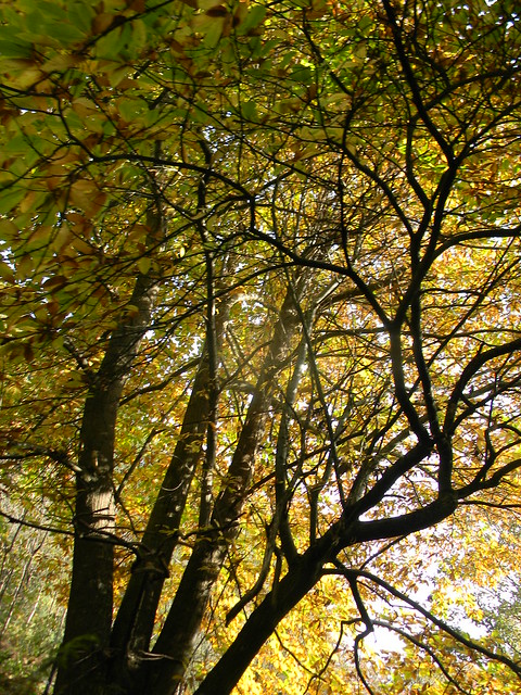 Autumn bonanza Farnham to Godalming Wednesday Walk 