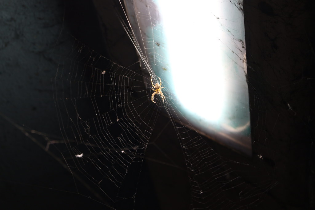 Spider under the bridge,1 | John Doo | Flickr