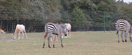 animals franklin geo:lat=3098662167 geo:lon=9653887000 geotagged roadtrip safaripark weekend zeesstof oryx zebra