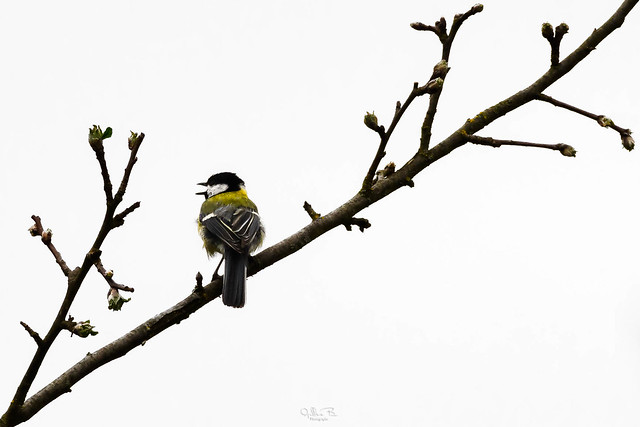 Great tit on a branch of birch