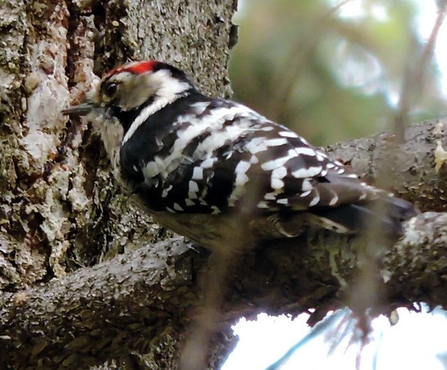Lesser Spotted Woodpecker, Dendrocopos minor