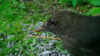 Musträstas / Common blackbird / Turdus merula | by IngoValgma