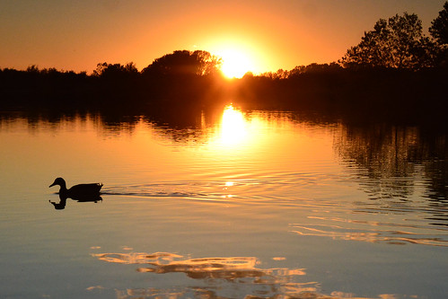 mallard duck orange sunset water reflections chisholmcreekpark wichita kansas