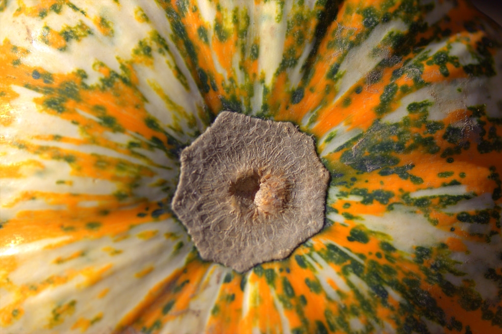 Squashed Spring A Squash Explosion |